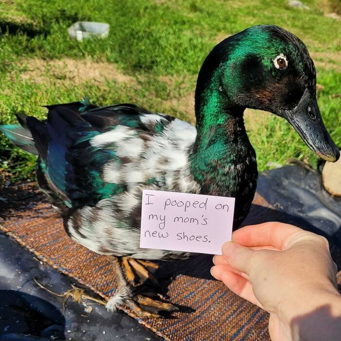A duck wearing a sign admitting it pooped on its owner’s shoes, part of pet owners shaming their pets online.