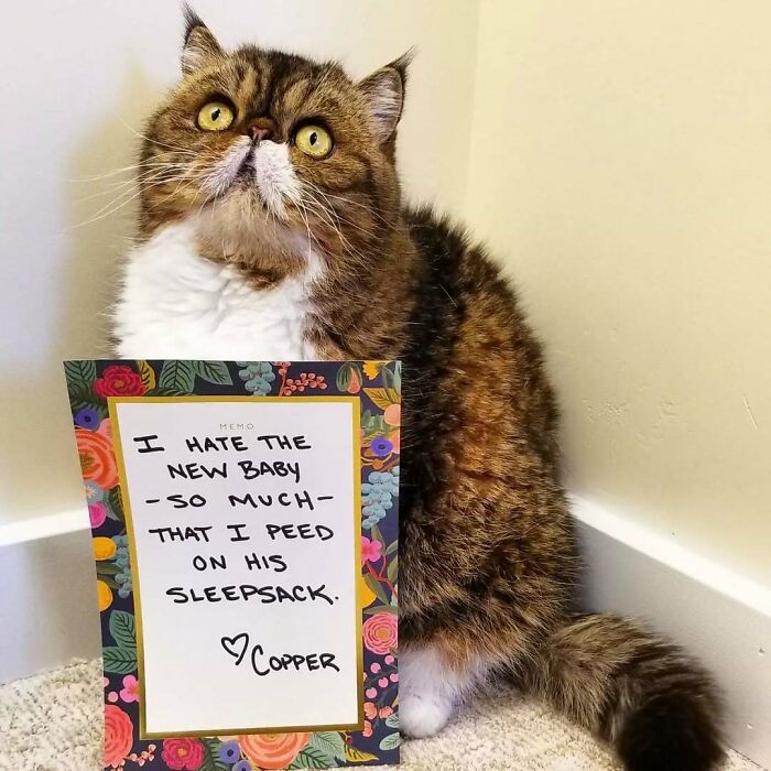 Cat sitting by a wall with a humorous pet shame sign about peeing on a baby’s sleepsack in pet owners online shaming.