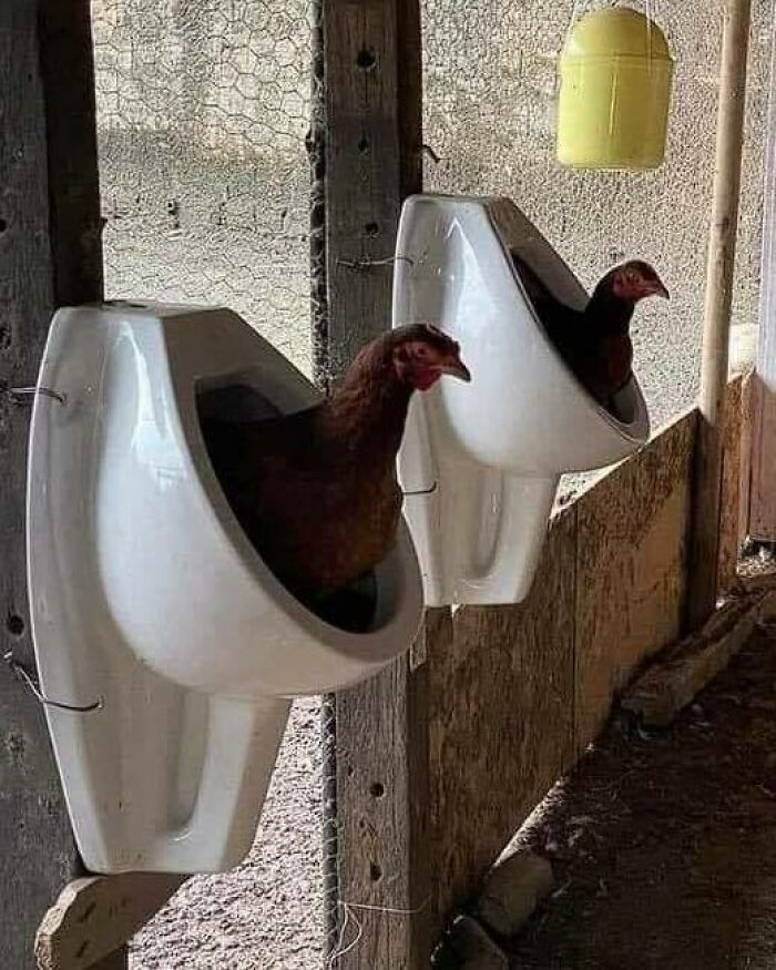 Chickens sitting inside urinals repurposed as unconventional nesting spots in a quirky construction and design fail.