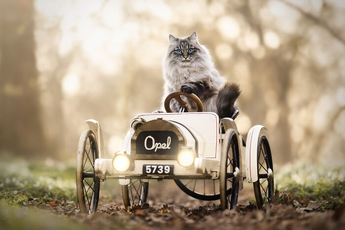 Calico cat sitting outdoors in soft natural light, one of the heartwarming and creative pet photos winning awards.