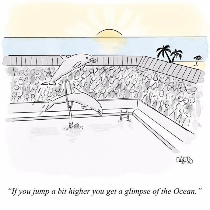 One-panel comic by Hard Toons showing dolphins in a pool with a humorous take on life’s absurdities and ocean views.