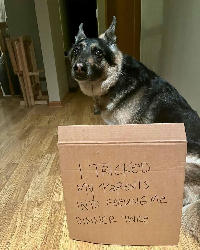 German Shepherd dog with a pet shame sign about tricking owners into feeding dinner twice, showcasing pet owner humor.