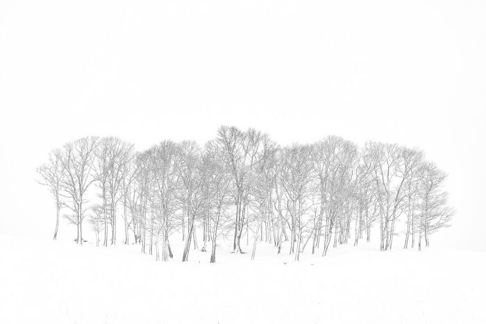Black-and-white photo of bare trees in a snowy landscape showcasing minimalism and contrast from award-winning Exposure One Awards.