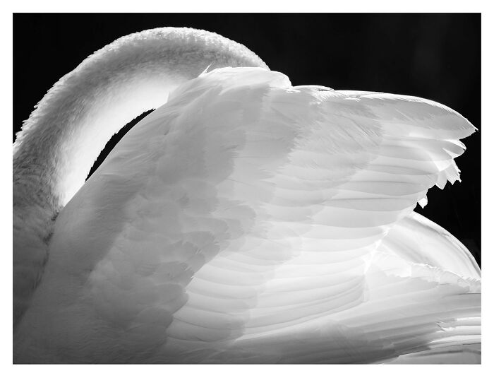 Close-up black-and-white photo of a swan's feathers and curved neck from award-winning Exposure One Awards.