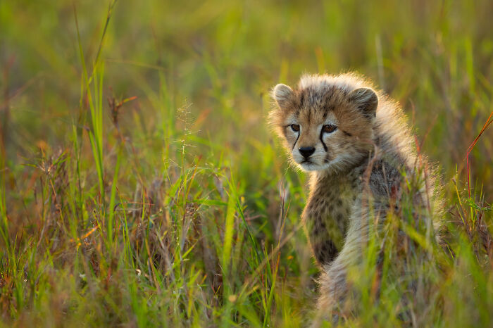 Young cheetah cub sitting in tall grass, captured in stunning wildlife photo by award-winning photographer.