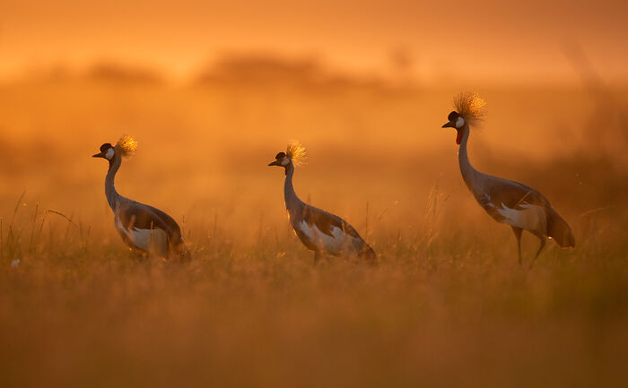 Three crowned cranes in a golden field at sunset, showcasing stunning wildlife photography by an award-winning photographer.