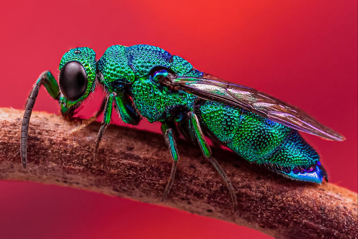 Vibrant close-up of an iridescent green and blue insect resting on a branch, showcasing detailed textures and colors.