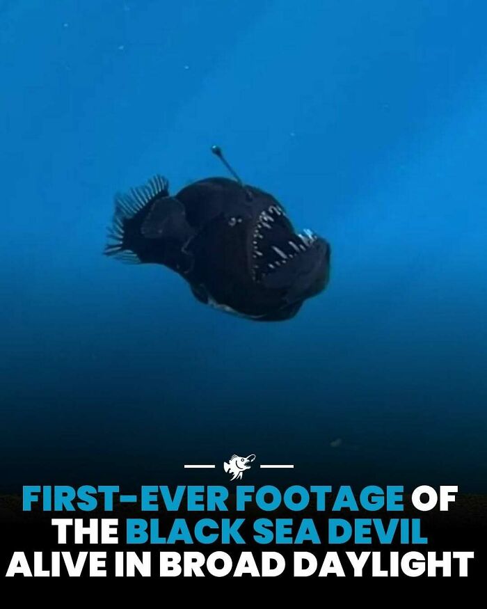Deep sea black sea devil with sharp teeth captured alive in broad daylight in deep sea images from online group.