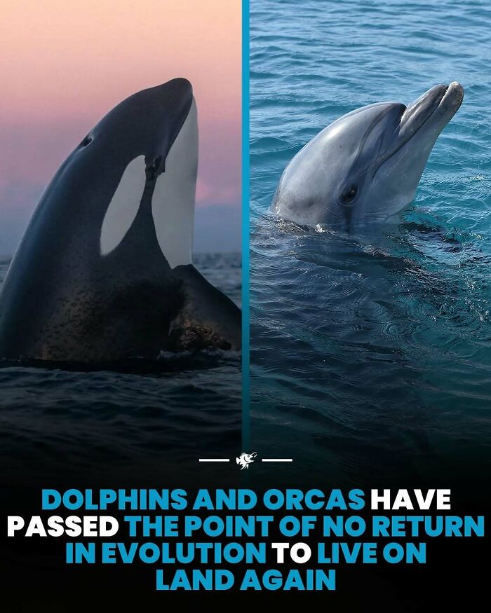 Orca and dolphin surfacing in the ocean, illustrating fascinating deep sea images and marine life evolution facts.