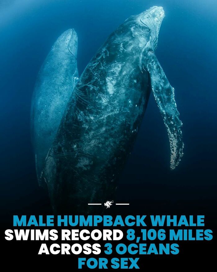 Two male humpback whales deep underwater, highlighting deep sea images and facts about their ocean migration.