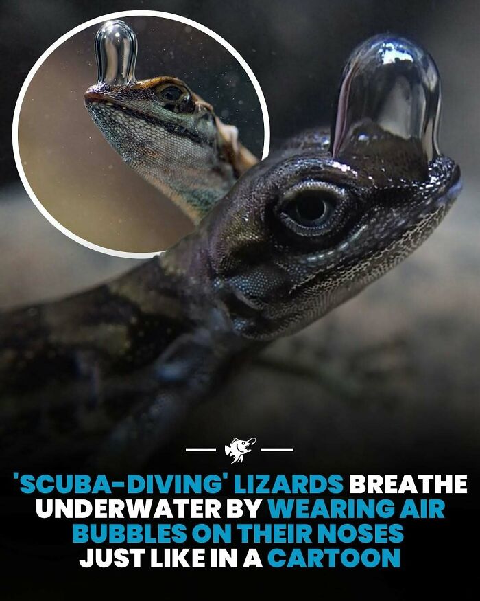 Close-up of a deep sea lizard underwater wearing air bubbles on its nose, showcasing unique deep sea adaptation.