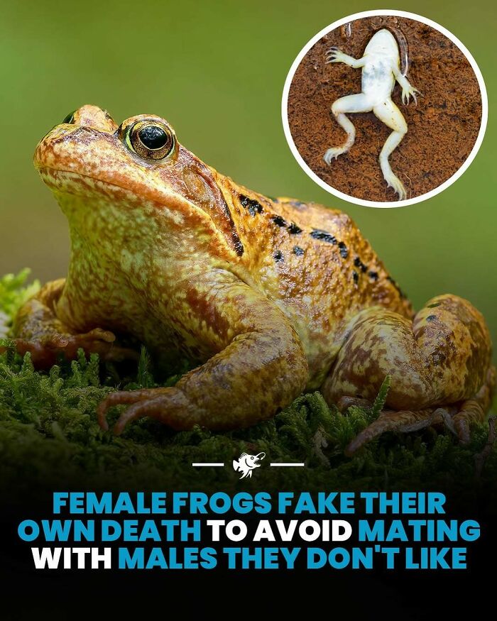 Close-up of a frog on moss with inset showing frog playing dead, relating to deep sea images and facts.