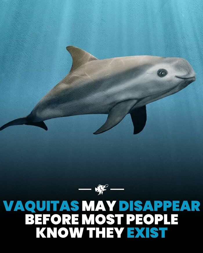 Image of a rare vaquita dolphin underwater, highlighting deep sea images and facts about ocean life and conservation.