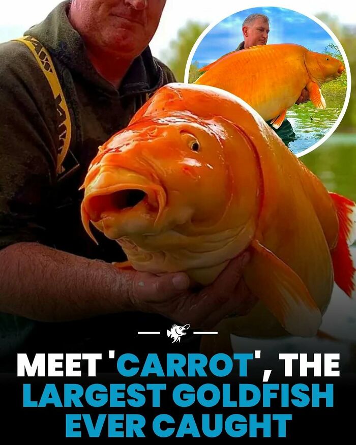 Man holding the largest goldfish ever caught called Carrot, featured in interesting deep sea images and facts.