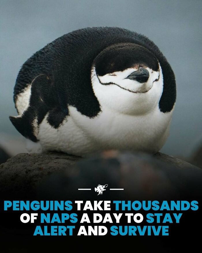 Sleeping penguin on a rock illustrating interesting deep sea images and facts about survival in harsh environments.