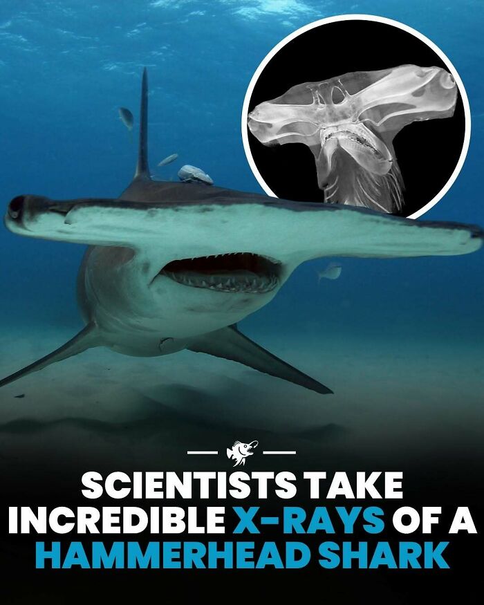 Hammerhead shark underwater with an X-ray image showing its unique head structure from deep sea research.