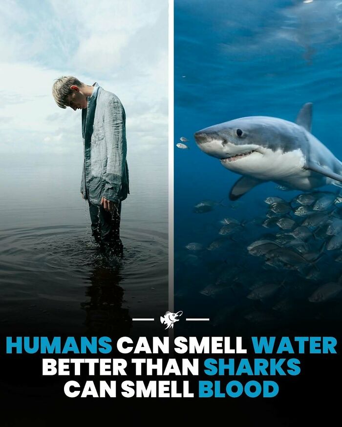 Split image showing a man standing in water and a shark swimming underwater, highlighting deep sea facts.