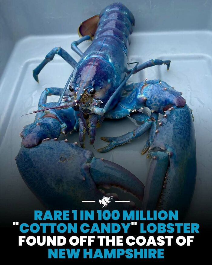 Rare deep sea cotton candy lobster with bright blue coloring found off the coast of New Hampshire in ocean waters.