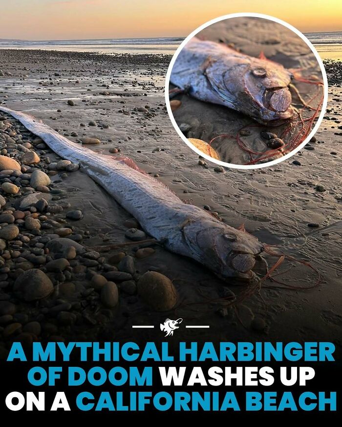 Deep sea creature resembling a mythical harbinger of doom washed up on a California beach at sunset.