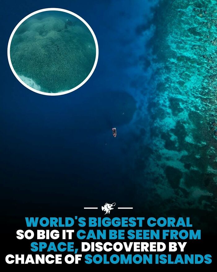 Aerial view of the world's biggest coral reef near Solomon Islands in deep sea with a small boat nearby.