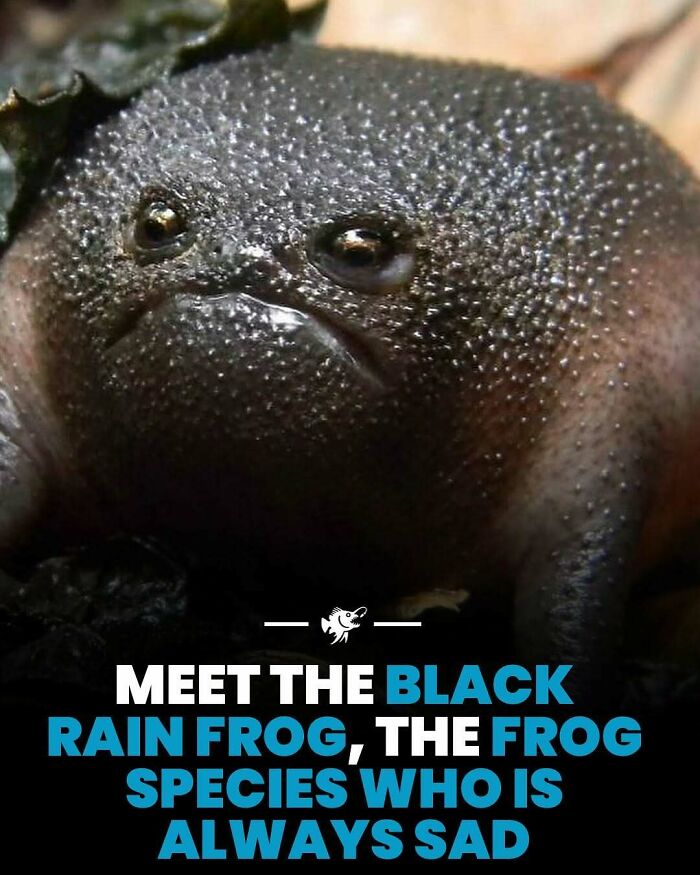 Close-up of a black rain frog with a textured skin surface, featured in interesting deep sea images and facts.