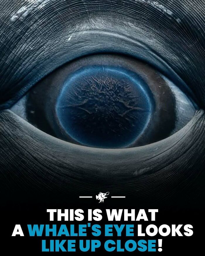 Close-up deep sea image showing a whale's eye with detailed textures from the deep and scary ocean depths.