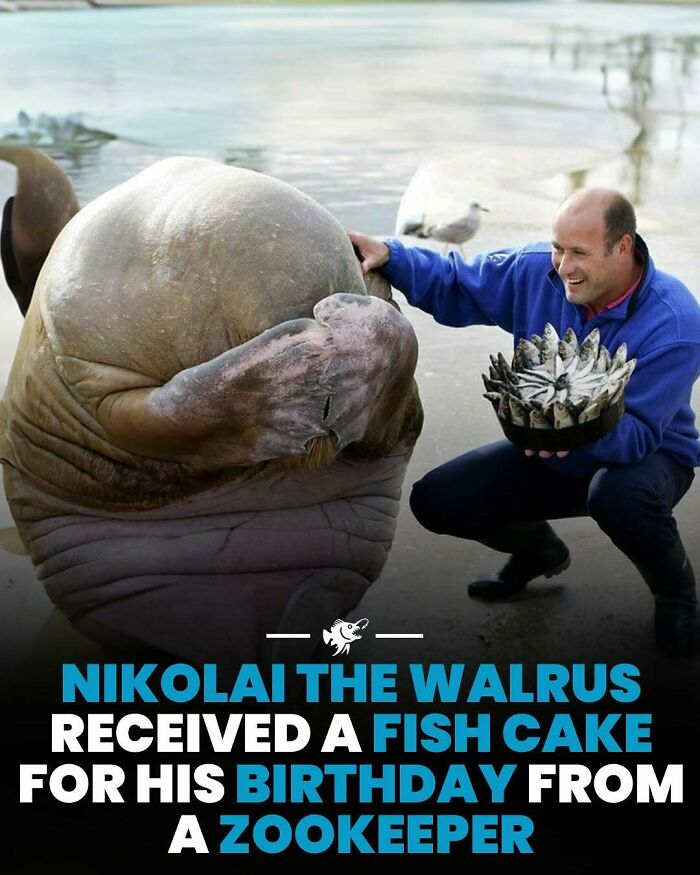 Walrus interacting with a zookeeper holding a fish cake, showcasing deep sea images and facts from online wildlife groups.