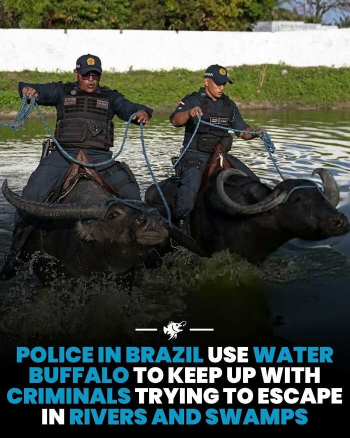 Two police officers riding water buffalo in a river, illustrating unique deep sea images and facts concept.