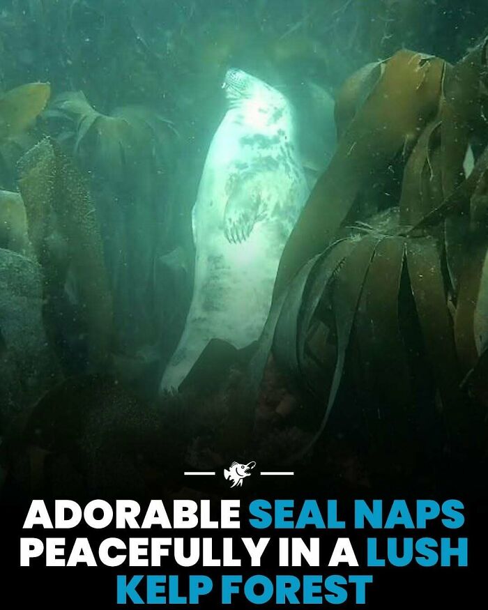 Seal napping peacefully in a lush kelp forest, showcasing a fascinating deep sea image from underwater life.