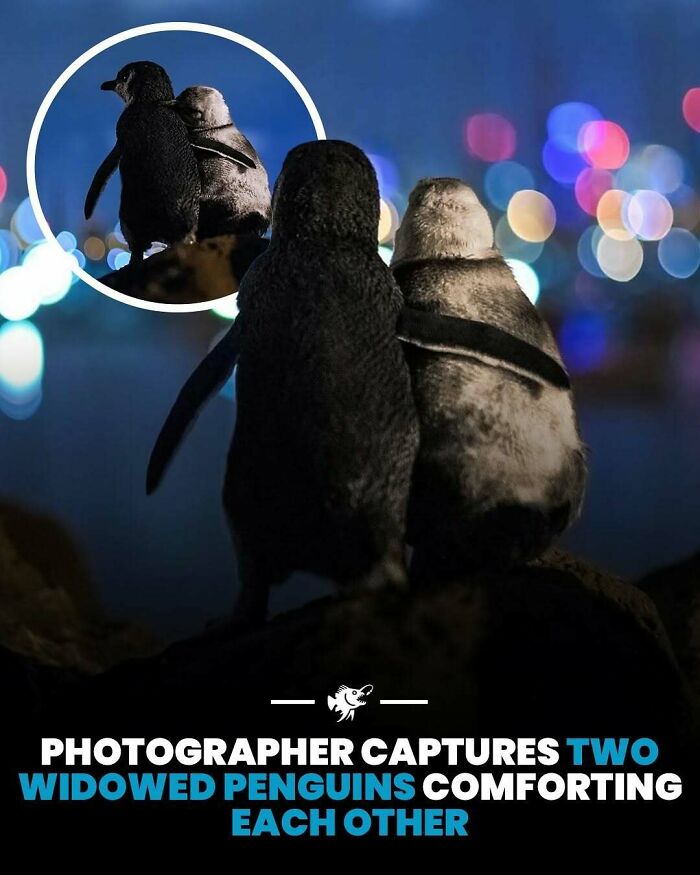 Two widowed penguins comforting each other against a blurred background, a deep sea image highlighting emotional connection.