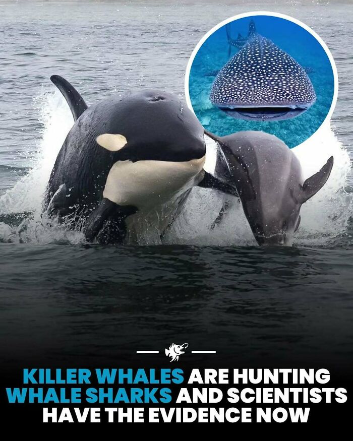Killer whales hunting whale sharks in the ocean with deep sea images showcasing marine life and behavior.