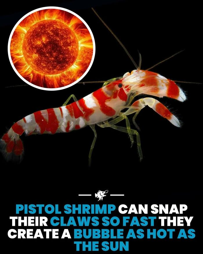 Pistol shrimp from deep sea can snap claws fast enough to create a bubble as hot as the sun, showcasing fascinating deep sea facts.