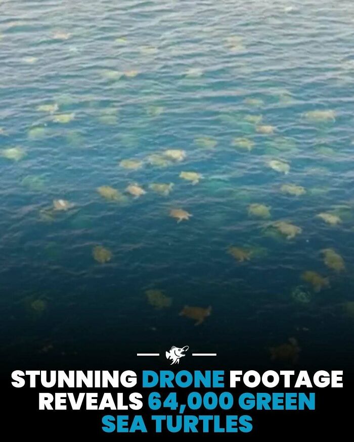 Drone footage showing thousands of green sea turtles swimming in deep sea waters with clear blue ocean background.