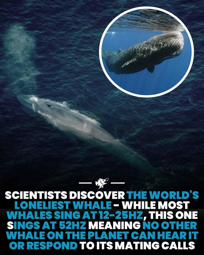 Deep sea image of the world's loneliest whale singing at 52Hz, unheard by other whales in the deep ocean.