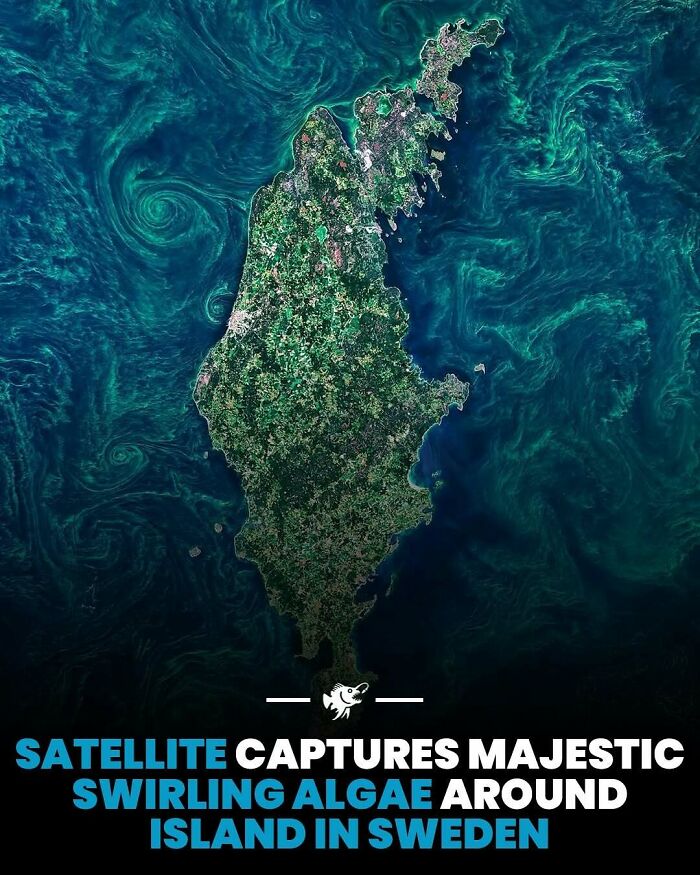 Satellite image showing swirling algae patterns around a Swedish island, illustrating interesting deep sea images and facts.
