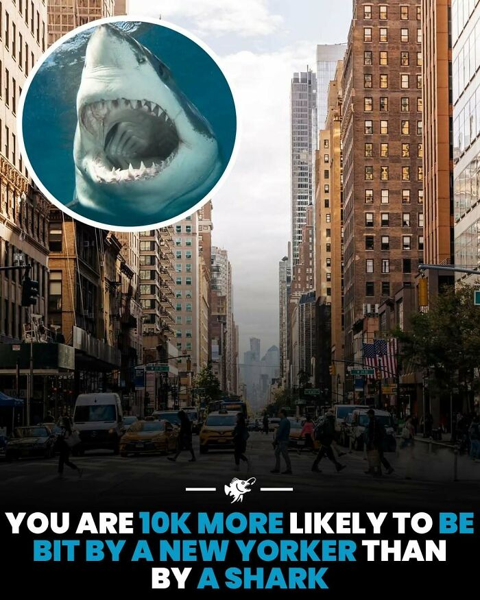Comparison of shark bite risk versus New Yorker bite with deep sea images and facts theme.