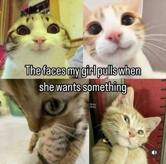 Collage of cats making funny faces representing relatable wholesome relationship memes about asking for something.