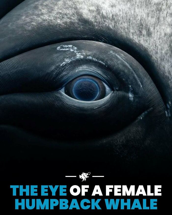 Close-up of the eye of a female humpback whale, showcasing unique deep sea images and marine life details.