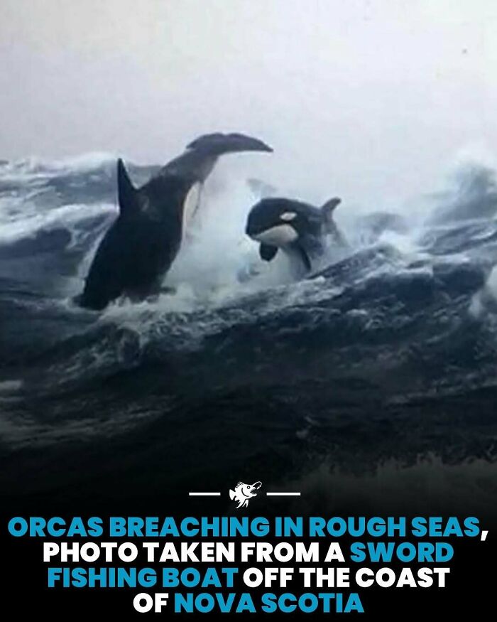 Orcas breaching in rough seas off Nova Scotia captured in dramatic deep sea images showing marine life in action.