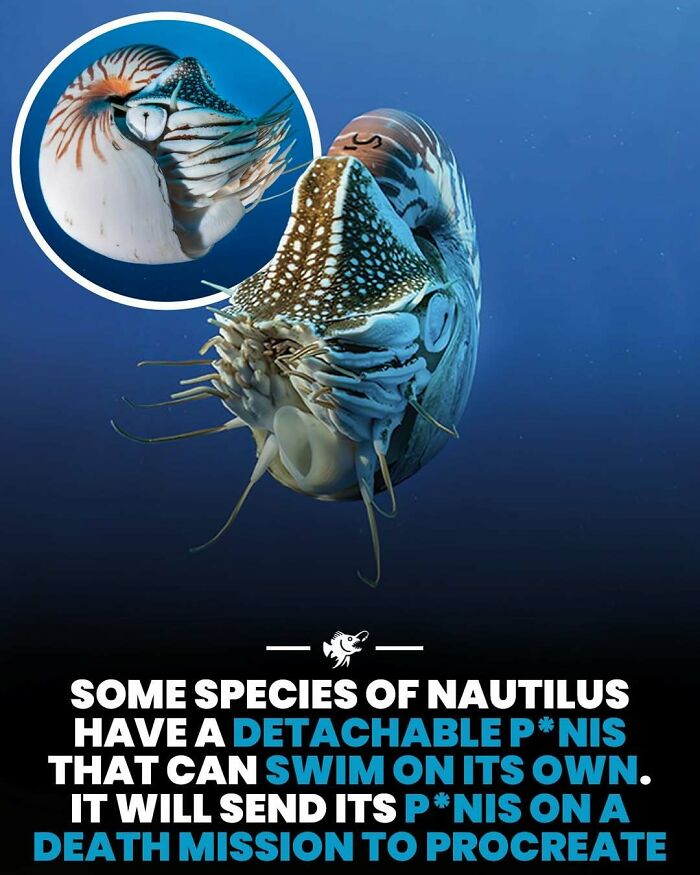 Deep sea image of a nautilus with detachable organ that can swim independently during deep sea exploration.