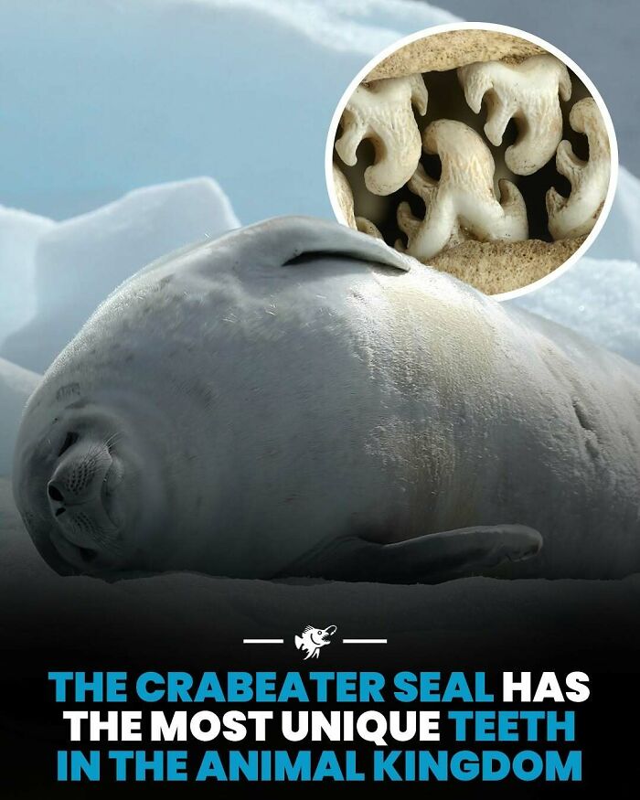 Crabeater seal resting on ice with a close-up of its unique teeth, featured in deep sea images and facts.