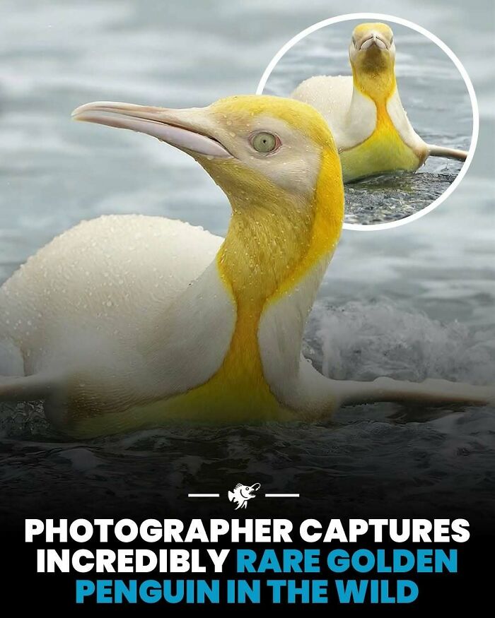 Rare golden penguin captured in the wild, an interesting deep sea image showcasing unique marine wildlife.