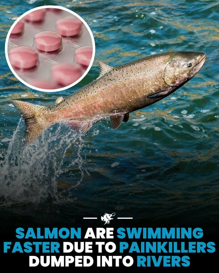 Salmon swimming faster in rivers due to painkillers pollution, shown with deep sea images and facts context.