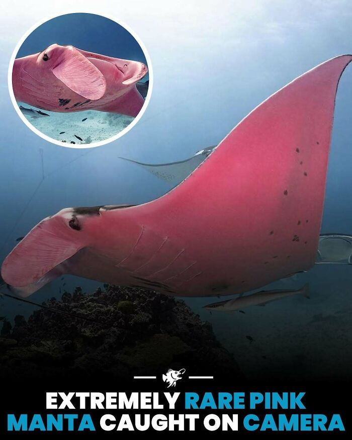 Rare pink manta ray swimming in the deep sea, showcasing unique deep sea images and facts from the deep and scary online group.