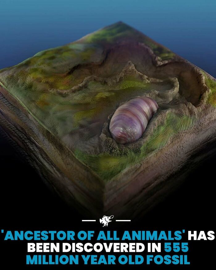 Ancient deep sea fossil of the ancestor of all animals discovered, highlighting fascinating deep sea images and facts.