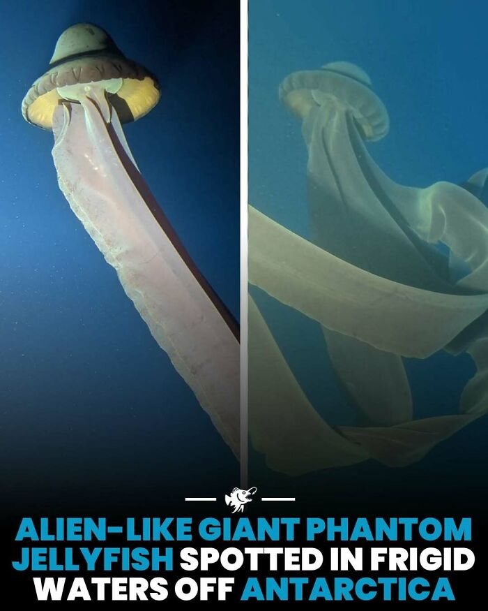 Giant phantom jellyfish in deep sea waters off Antarctica, showcasing unique alien-like features in cold ocean depths.