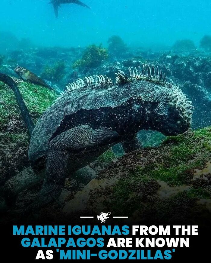 Marine iguana underwater in Galapagos, showcasing unique features in interesting deep sea images and facts.