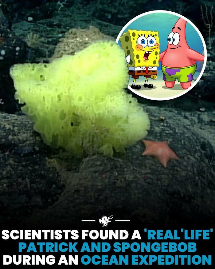 Deep sea image of a yellow sponge and starfish found during an ocean expedition with interesting deep sea facts.