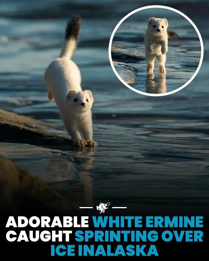 White ermine sprinting over ice in Alaska with reflection on water in a nature scene, deep sea images theme background.