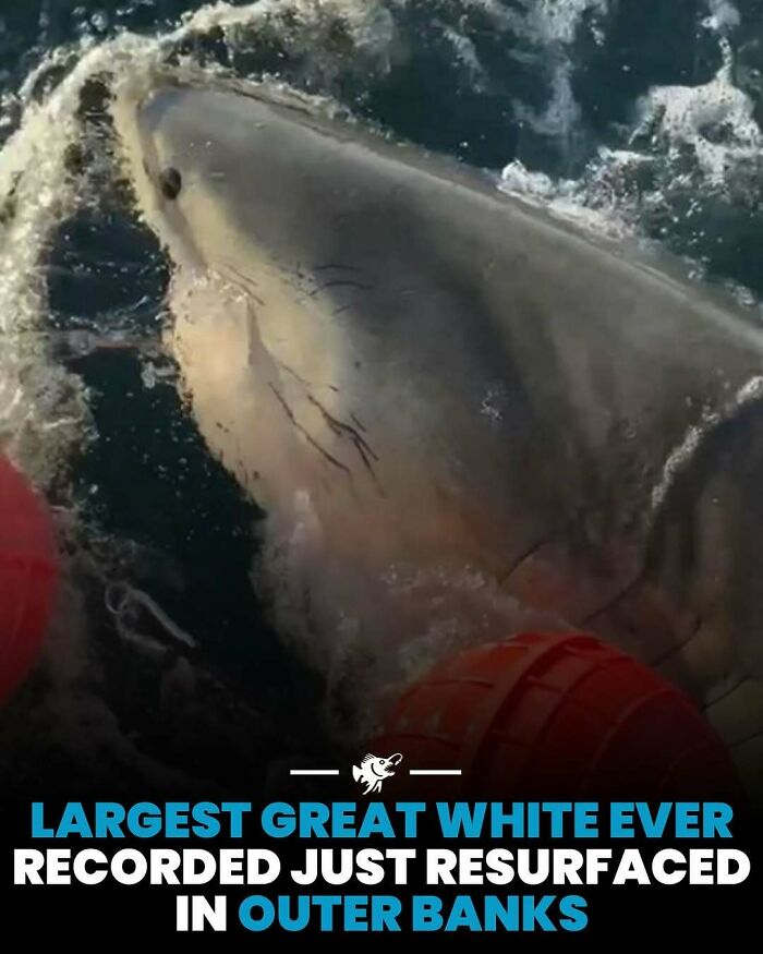 Huge great white shark surfacing near orange buoys in the ocean, highlighting interesting deep sea images and facts.